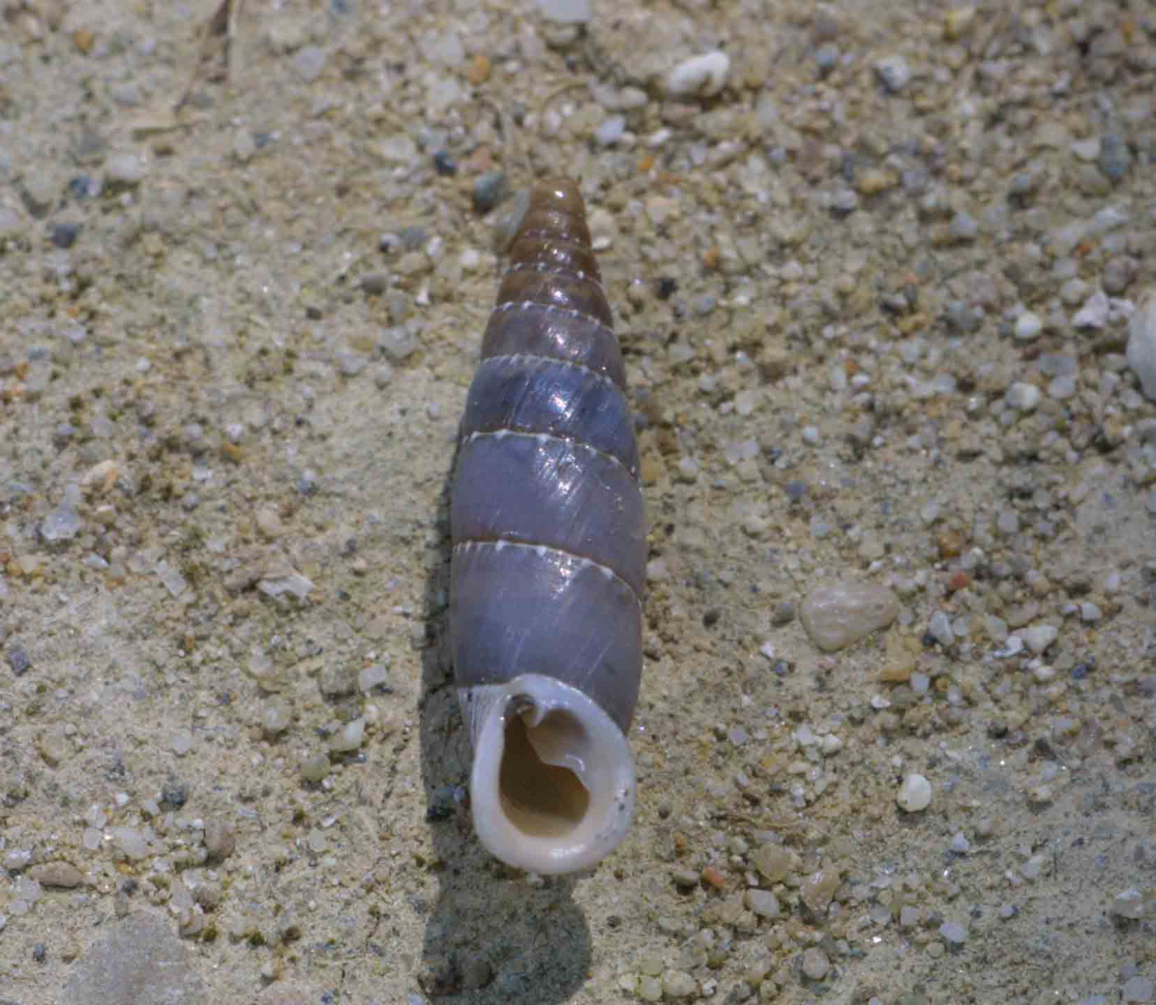 Leucostigma candidescens